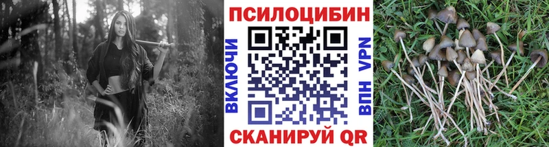 Псилоцибиновые грибы Psilocybe  Ефремов 